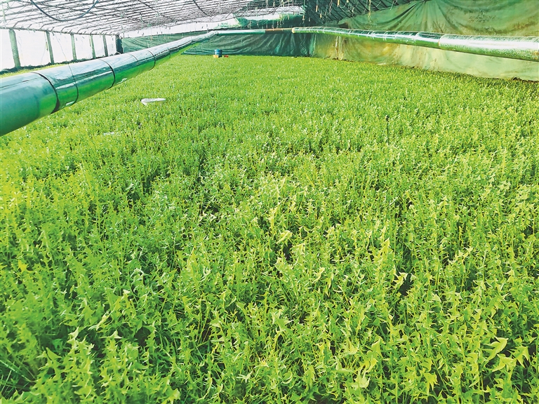 黄瓜种植技术豆角技术视频_黄瓜种植技术豆角技术要点_豆角黄瓜怎么种植技术
