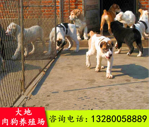 农村土狗养殖致富_致富养殖农村土狗视频大全_农村养殖土狗前景如何