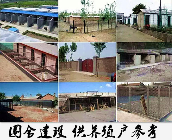 农村养殖土狗前景如何_农村土狗养殖致富_致富养殖农村土狗视频大全