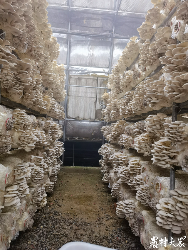蘑菇致富有新招_蘑菇养殖前景如何_致富经养蘑菇