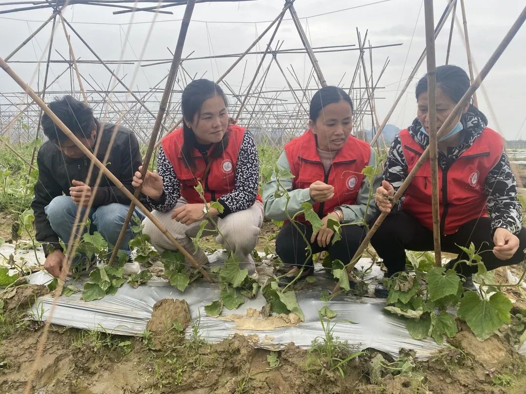致富经豆腐_江豆种植致富_致富经豆丹养殖视频