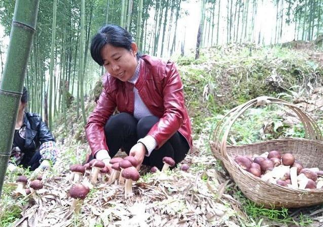 农民致富有高招，林下种蘑菇，每亩“白捡”上万元