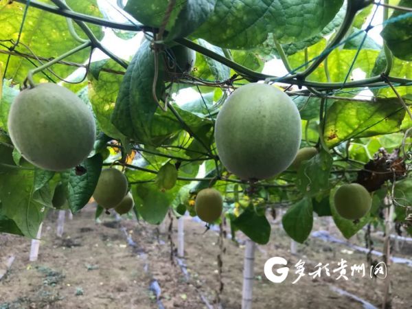 新桥医院赵士福_贵州赵士发致富经_赵士明