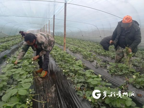 赵士明_贵州赵士发致富经_新桥医院赵士福