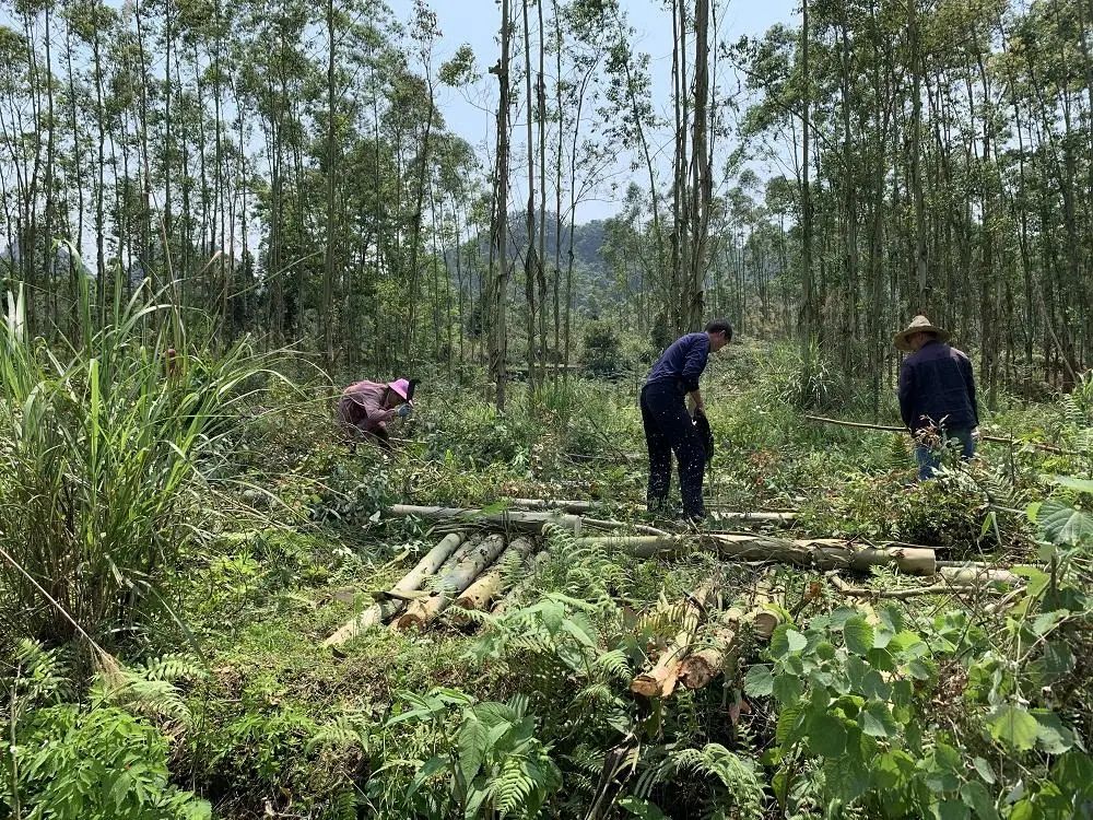 六堡茶种植项目建设方案_种植六堡茶可以发家致富吗_六堡茶种植成本