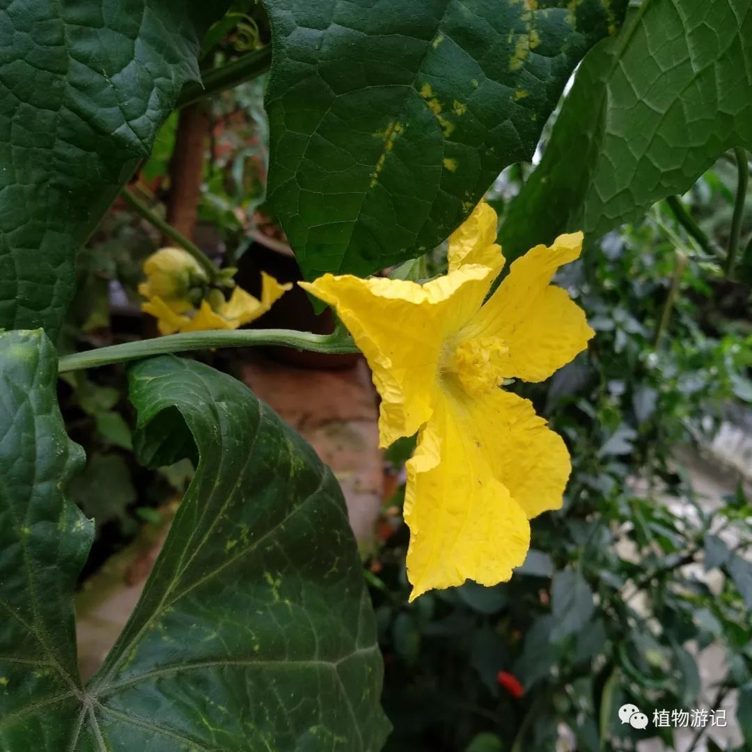 棱丝瓜的种植技术_棱丝瓜种植时间及技术要点_棱角丝瓜种