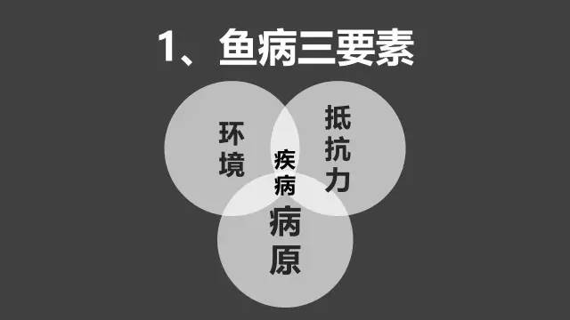 养殖秘籍：可治疗80%鱼病的新技术！