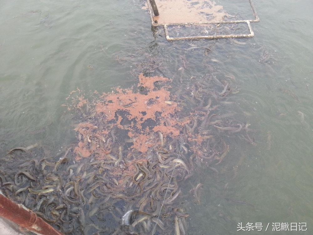 黄鳝养殖网箱的搭建_黄鳝养殖技术池塘网箱_养殖黄鳝网箱池塘技术规范