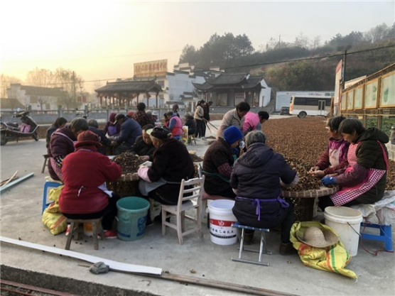 农民致富种植项目_种植农业致富吗_农村致富项目种植业