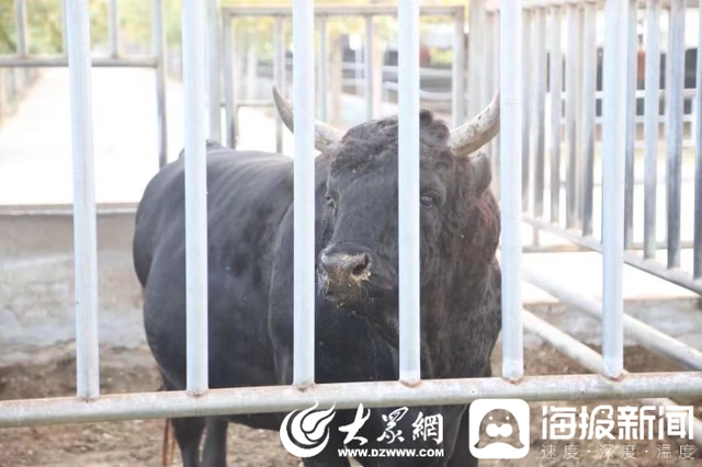 黑牛养殖视频致富经_视频致富养殖黑牛是真的吗_视频致富养殖黑牛骗局