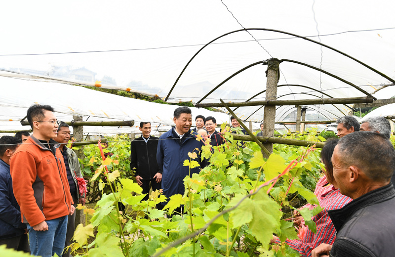 牢记总书记嘱托 强化党支部引领——广西全州县毛竹山村葡萄迎来大丰收