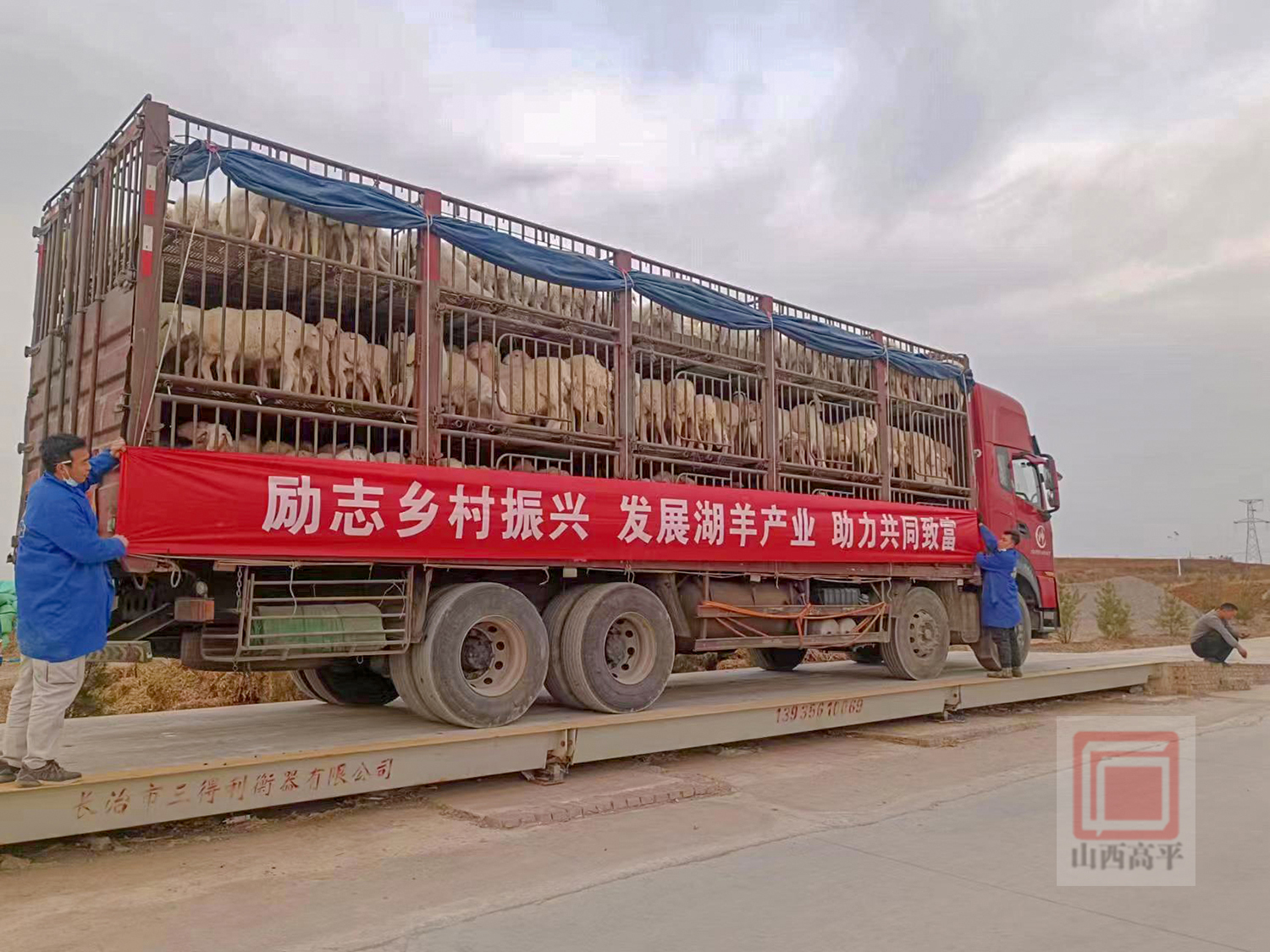 致富经养湖羊视频_养湖羊的利润与成本_致富经养20万只湖羊