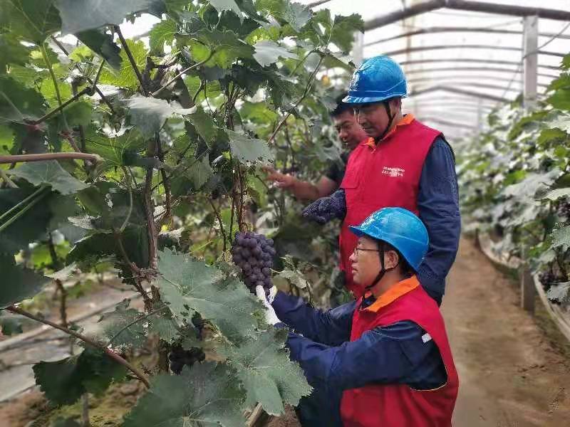 cctv7葡萄种植全部视频_葡萄种植致富视频_视频致富种植葡萄是真的吗
