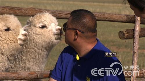 [致富经]我要靠羊驼赚大钱