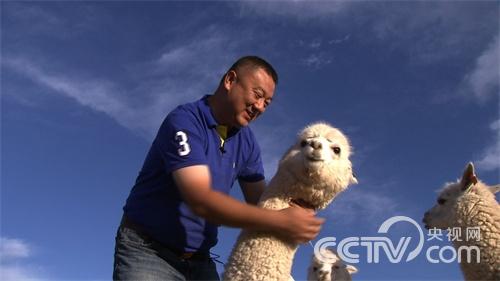 [致富经]我要靠羊驼赚大钱