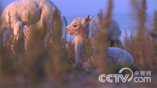 [致富经]我要靠羊驼赚大钱
