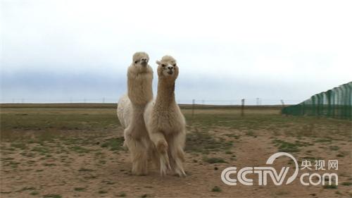 [致富经]我要靠羊驼赚大钱