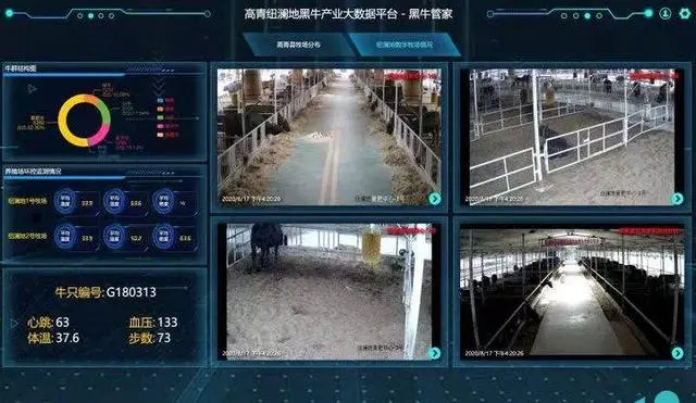 黑牛养殖视频致富经_黑牛养殖效益如何_视频致富养殖黑牛