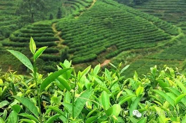 休闲农业致富！18类休闲农业项目推荐