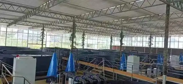 鲈鱼工厂化养殖技术_鲈鱼养殖场_鲈鱼养殖户