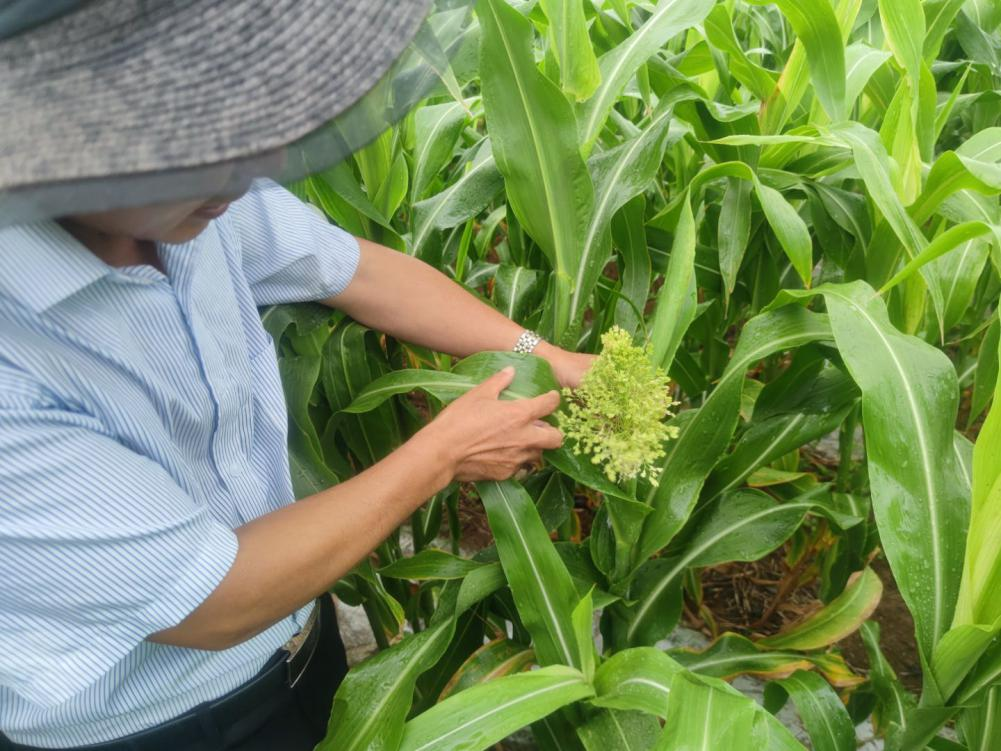 高粱种植致富_高粱种植效益_高粱种植前景怎么样