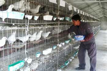 曹中余养鸽2万 每只鸽都建档案（图）