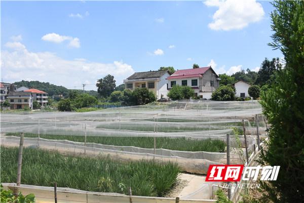 致富经火鸡_致富经之火鸡_火鸡养殖加盟