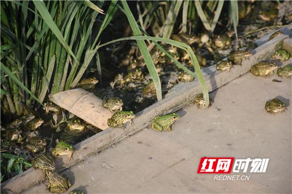 致富经火鸡_致富经之火鸡_火鸡养殖加盟