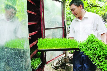 无土栽培芽苗菜
