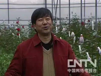 在云南种玫瑰花赚钱吗_云南玫瑰花多少钱一支_致富经云南玫瑰花