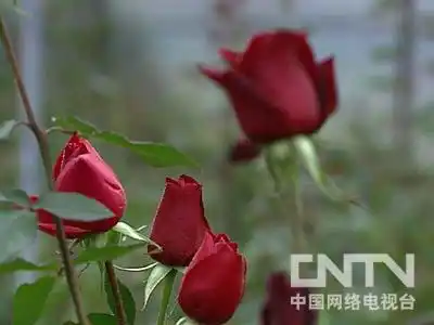 致富经云南玫瑰花_云南玫瑰花多少钱一支_在云南种玫瑰花赚钱吗