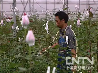 云南玫瑰花多少钱一支_致富经云南玫瑰花_在云南种玫瑰花赚钱吗