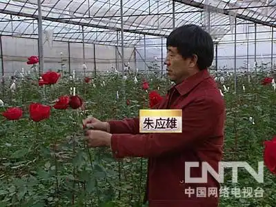 云南玫瑰花多少钱一支_在云南种玫瑰花赚钱吗_致富经云南玫瑰花
