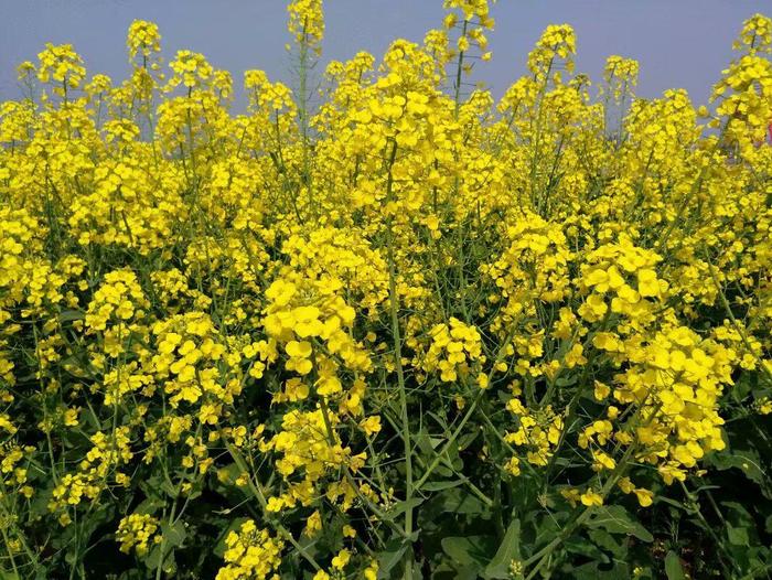 真的比外出打工强,农村老汉种植青菜芽苗菜一年赚了20万