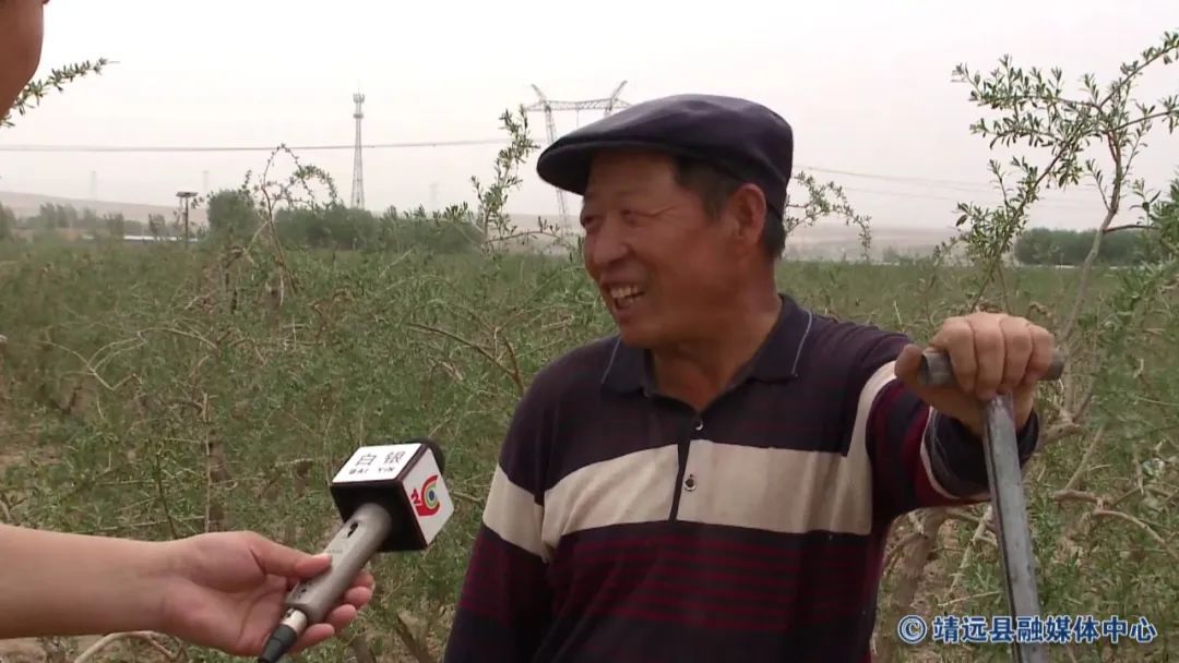 致富金果种植_金果种植育苗总基地_致富种植金果视频