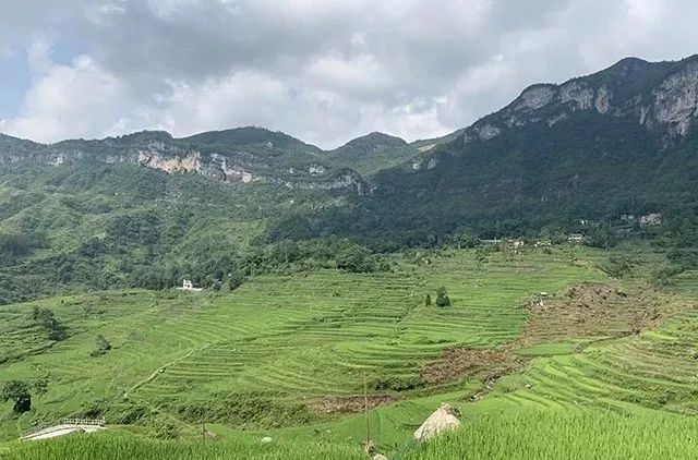 重庆种植户致富_重庆农民种什么_重庆种植业致富项目