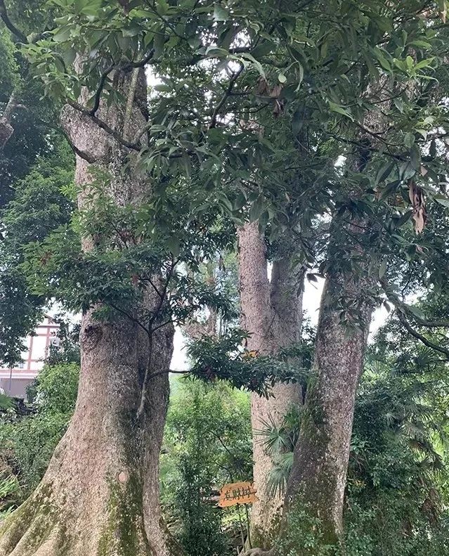 重庆种植户致富_重庆种植业致富项目_重庆农民种什么