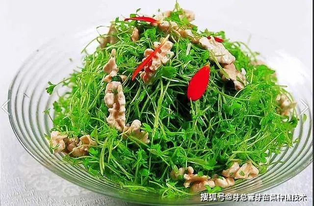 致富种植菜苗图片_种植菜苗致富_种菜致富案例