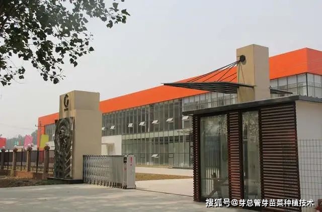 种菜致富案例_致富种植菜苗图片_种植菜苗致富