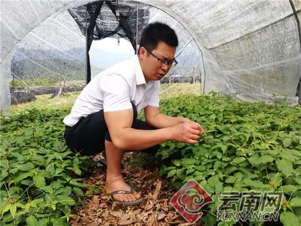 致富种植收入仙茅多少_种植仙茅收入致富_人工种植仙茅亩产量