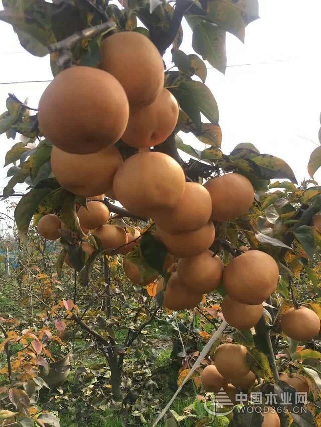 致富金果种植_金果种植育苗总基地_致富种植金果视频