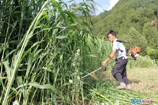 养牛场牛粪价格_牛粪养猪具体方法_牛粪养殖致富视频