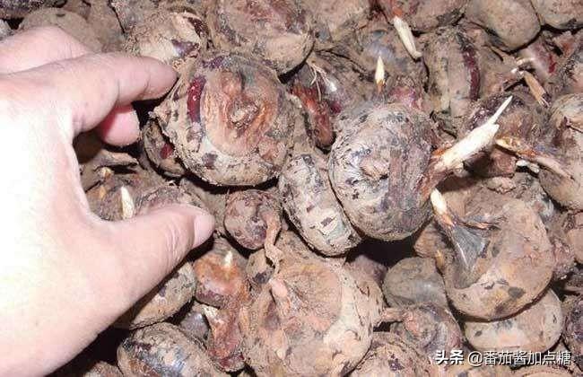 饽荠有什么药用价值_饽荠种植技术_孛荠的种植技术