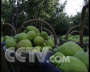 致富种植农民苹果图片大全_农民种植苹果致富_致富种植农民苹果视频
