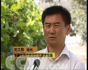 致富种植农民苹果图片大全_致富种植农民苹果视频_农民种植苹果致富