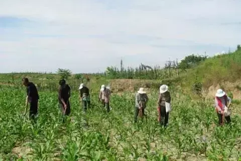致富经种玉米_种植玉米致富方法_致富玉米种植方法视频