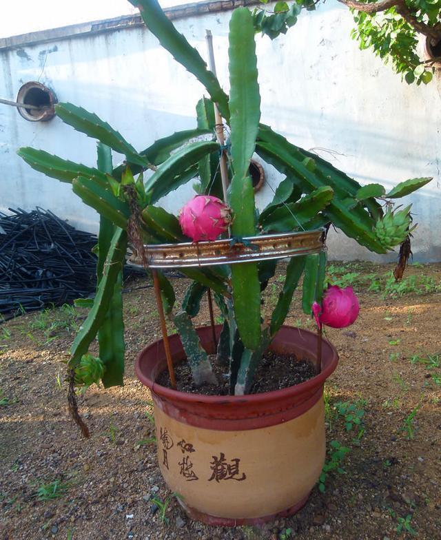 致富经 火龙果这样种_种植火龙果效益怎么样_致富果种火龙果好不好