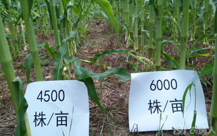 种植玉米致富方法_致富玉米种植方法图片_致富经玉米种植