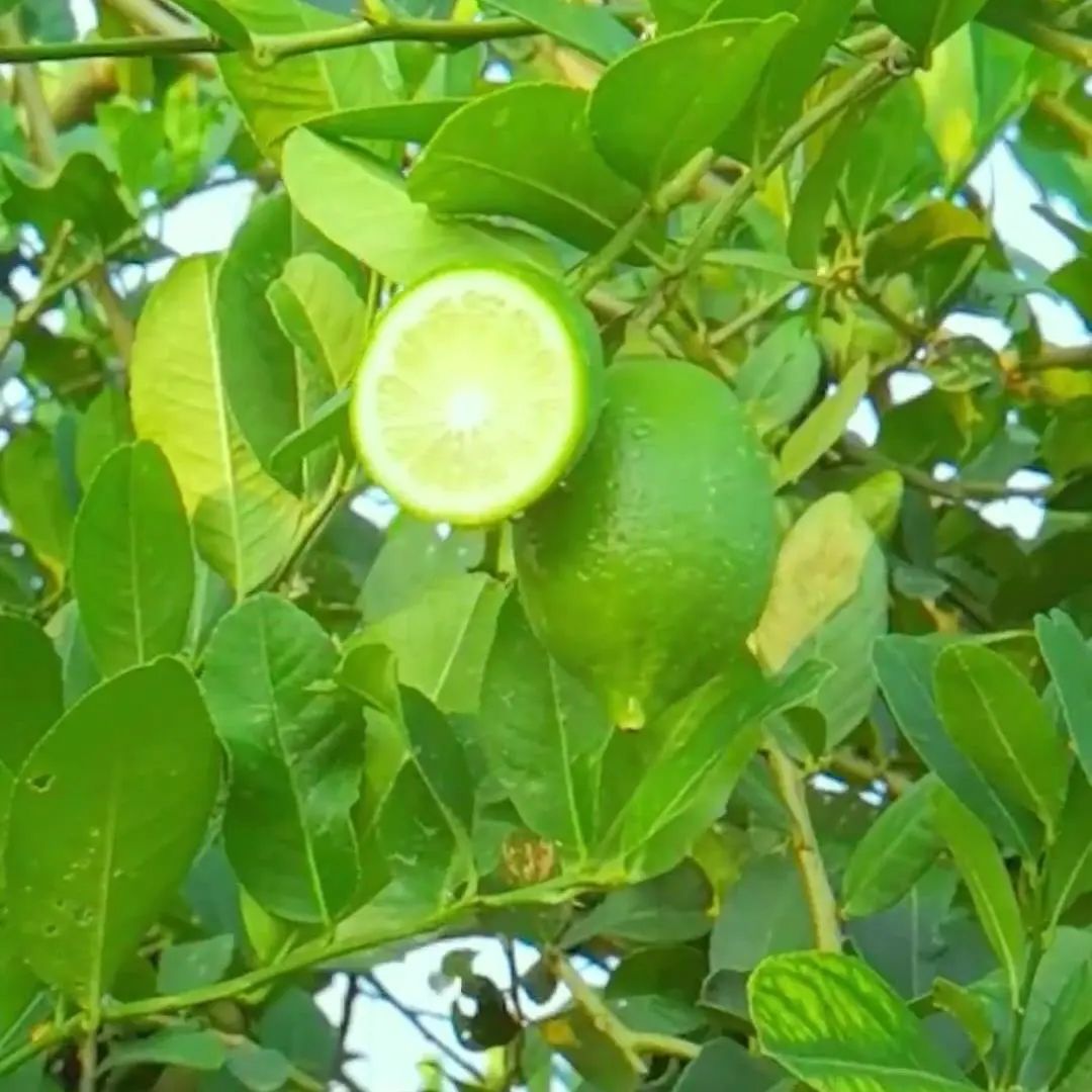 致富柠檬香水种植视频_香水柠檬种植视频_香水柠檬种植致富