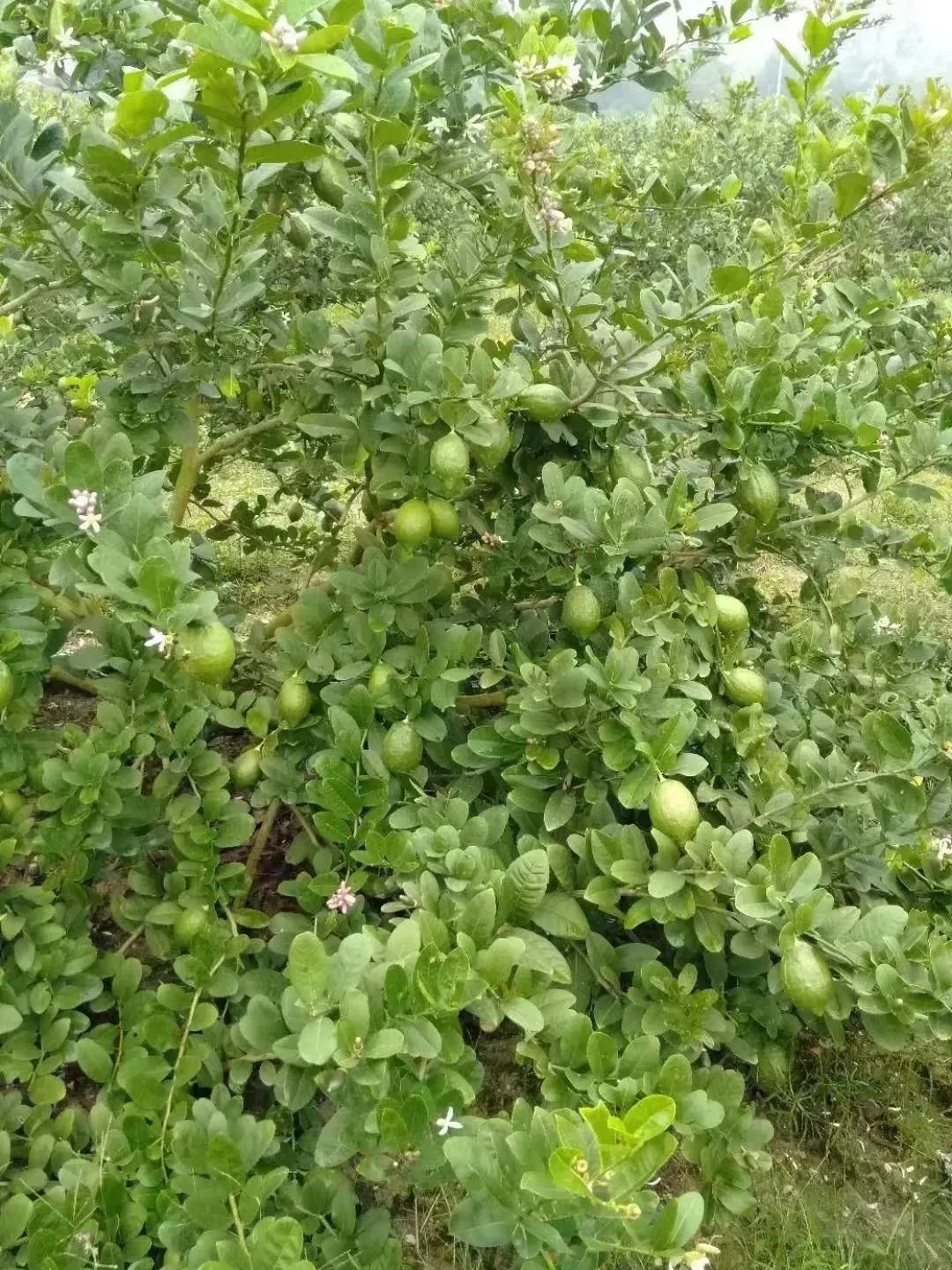香水柠檬种植致富_致富柠檬香水种植视频_香水柠檬种植视频